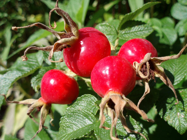 Rosehip Oil