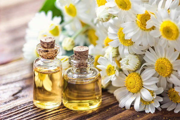 Chamomile Flower Oil