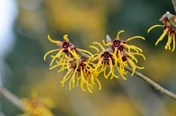 Witch Hazel